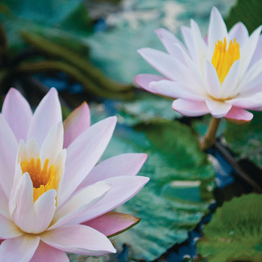 Geurlamp vloeistof Water Lily - Prana Puur | Cadeau winkel Roden