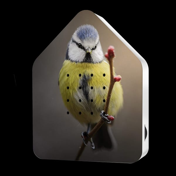 limited edition zwitscherbox met vogelprint pimpelmees blue tit