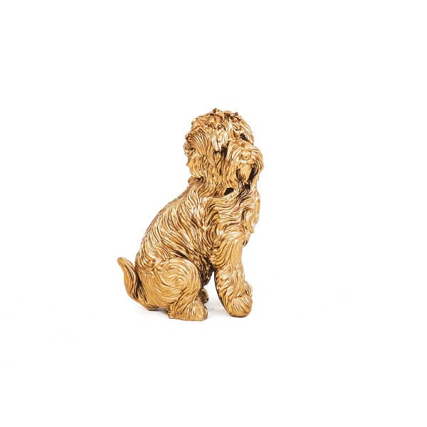 gouden labradoodle hond beeld