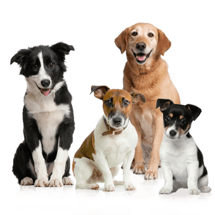 Hondenschool, puppy cursus, hondencursus of priveles bij Hondenschool Zuidlaren