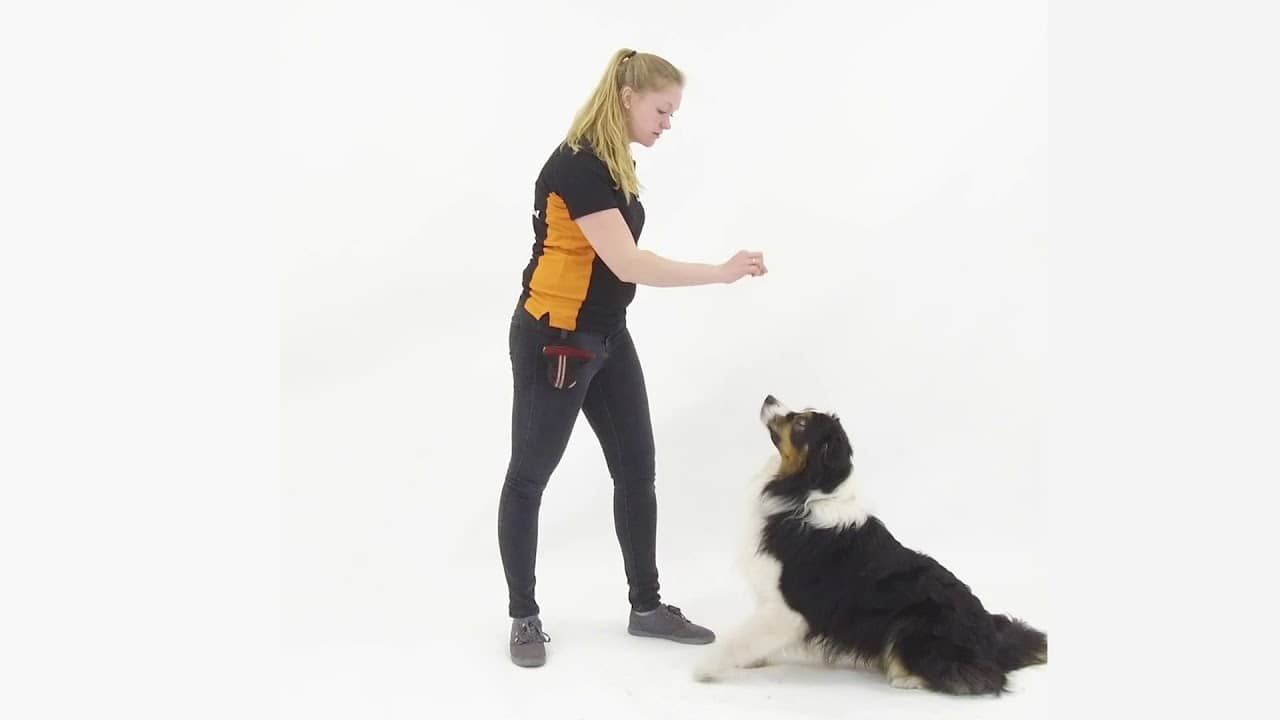 Oefening naast | Video Cursus | Hondenschool Zuidlaren