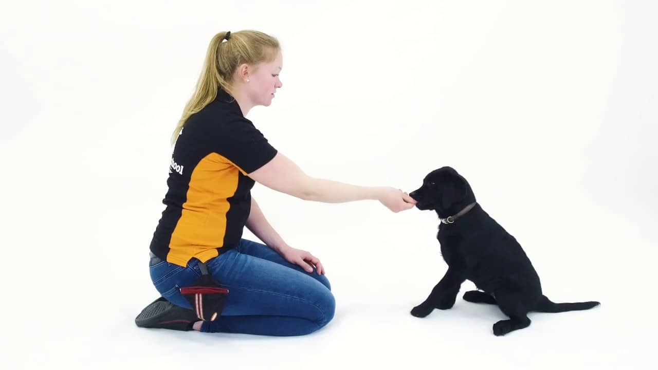 Oefening spelen | Video Cursus | Hondenschool Zuidlaren