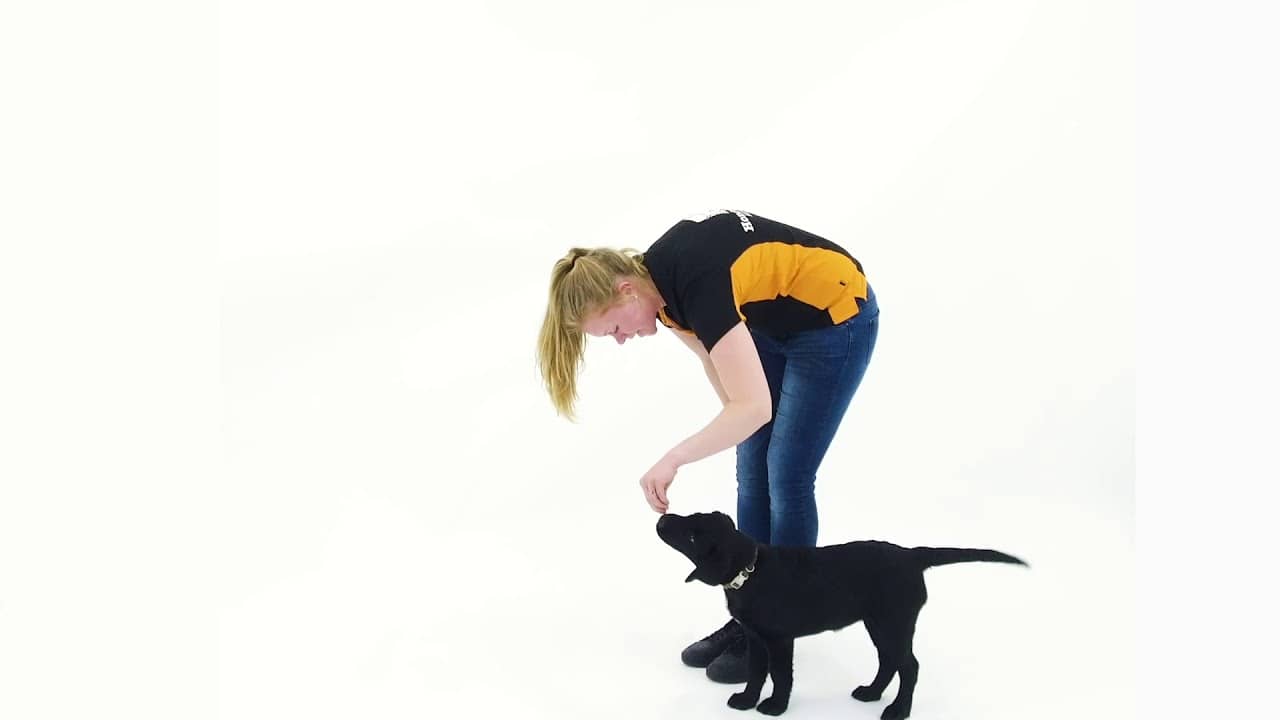 Oefening aan de voet | Video Cursus | Hondenschool Zuidlaren