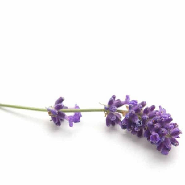 Lavendel gids van Drs. Harmen Rijpkema - Prana Puur | Cadeau winkel Roden