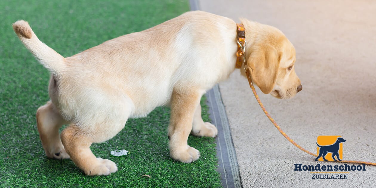 Zindelijkheidstraining Voor Pups: Een Complete Gids - Hondenschool Zuidlaren