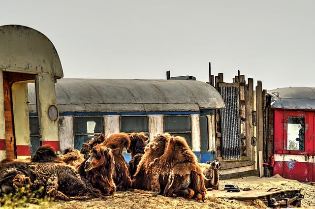 Kamelen voor de treinroute in Wildlands